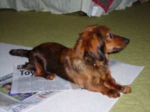 I am sitting atop some newspapers. Now, I need a photo of me on top of magazines written just for dogs.
