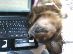 Zoey the Lapdog is hard at work blogging on her borrowed laptop.